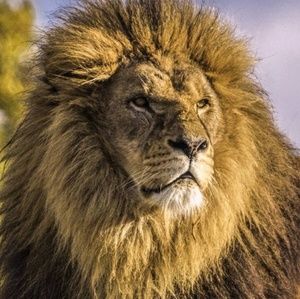 Meet your Posher, Joyce